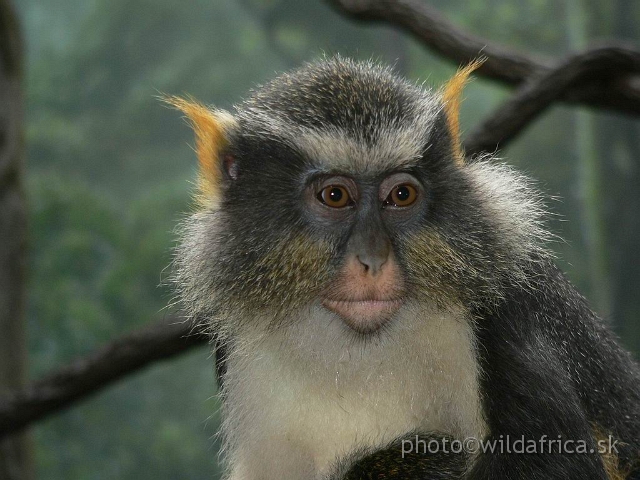 congo wolf 4.jpg - Wolf's Guenon (Cercopithecus wolfi).